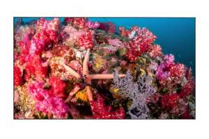  Фото видеостена 3x3 eliteboard 55" bb557ffbed - фото 3